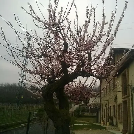Glicine * Nervesa della Battaglia